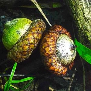 “Two Acorns” matted Art Print by Susan A Ray